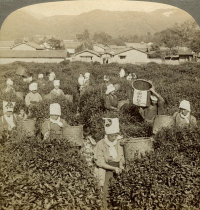 Jenter plukker te, Uji, Japan. av Underwood and Underwood
