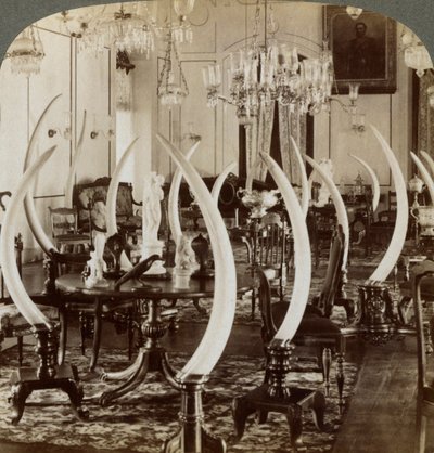 Hall of Tusks, i hjemmet til Lady de Soysa, Bambalapitiya, Colombo, Ceylon, 1903 av Underwood and Underwood