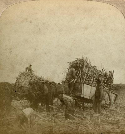 Laster stokk, sukkerplantasje, Louisiana, USA. av Underwood and Underwood
