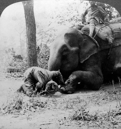 Mahout fjerner en torn fra en elefantfot, Behar tigerskudd, India, ca 1900-tallet. av Underwood and Underwood