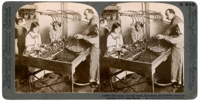 Produserer silke, Syria, 1900-tallet. av Underwood and Underwood