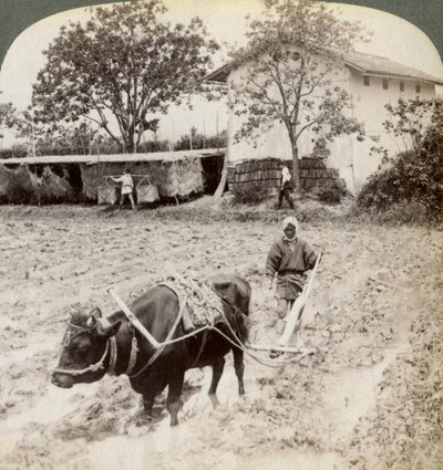 Pløying av oversvømt mark for risplanting, nord for hovedveien ved Uji, nær Kyoto, Japan, 1904. av Underwood and Underwood