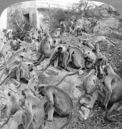 Hellige aper ved Galta, nær Jeypore, India, 1904. av Underwood and Underwood