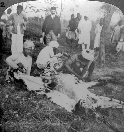 Å flå en død tiger, skudd av Maharajah fra Cooch Behar, India, ca 1900-tallet. av Underwood and Underwood