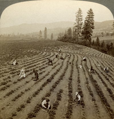 Jordbærplukking, Cedar Creek Farm, Hood River Valley, Oregon, USA. av Underwood and Underwood