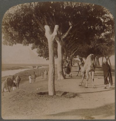 Veien til pyramidene, Egypt, 1896. av Underwood and Underwood