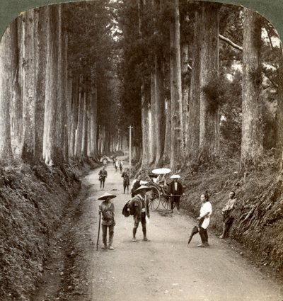 Lundene var Guds første templer, avenue av edle kryptomerier i Nikko, Japan, 1904 av Underwood and Underwood