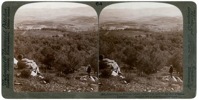 Dothan-sletten, Palestina, 1900. av Underwood and Underwood