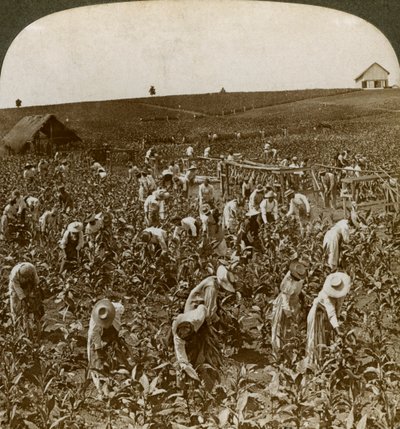 Tobakksåker, Montpeller, Jamaica, 1900. av Underwood and Underwood