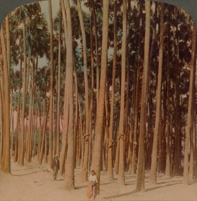 Toddy palmer 100 fot høye, Pagan, Burma, 1907. Kunstnere: Elmer Underwood, Bert Elias Underwood. av Underwood and Underwood