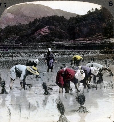 Transplantering av ris i en rismark, Japan, 1904. av Underwood and Underwood