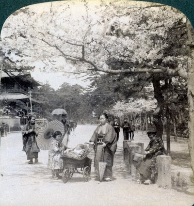 Under kirsebærblomstene, ser nordøstover langs hovedgaten til Shiba Park, Tokyo, Japan, 1904 av Underwood and Underwood