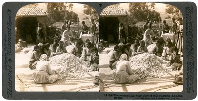 Kvinner sorterer store hauger med silkekokonger, Antiokia, Syria, 1900-tallet. av Underwood and Underwood