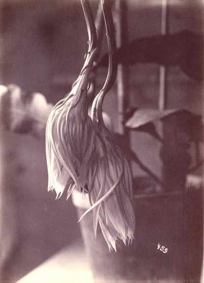  av Unidentified