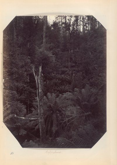 Australia - (Victoria og S. Australia) av Unknown