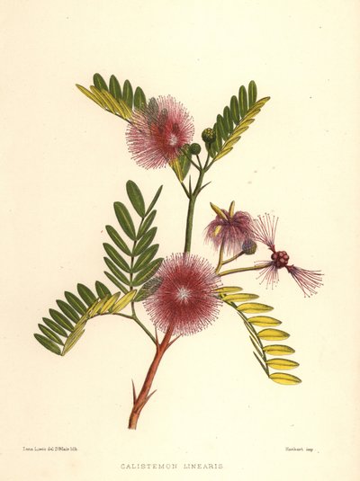 Flaskebørste, Callistemon linearis (Calistemon linearis) av Unknown