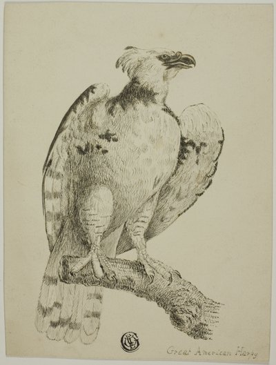 Flott amerikansk harpy av Unknown