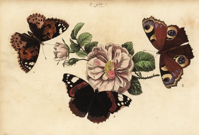 Malt damesommerfugl, Vanessa cardui 1, rød admiral, Vanessa atalanta 2 og europeisk påfugl, Aglais io 3 av Unknown