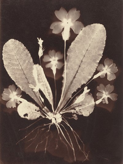 Botanisk fotogram av Unknown 19th Century