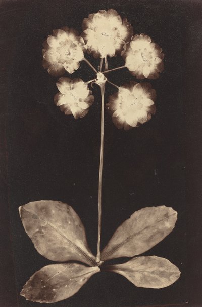 Botanisk fotogram av Unknown 19th Century