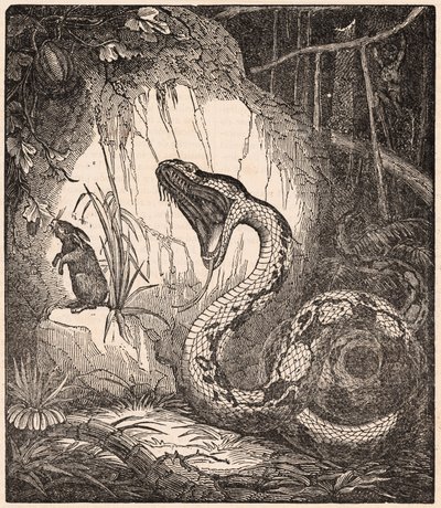 En boa constrictor som åpner munnen for å sluke en kanin (gravering) av Unknown Artist