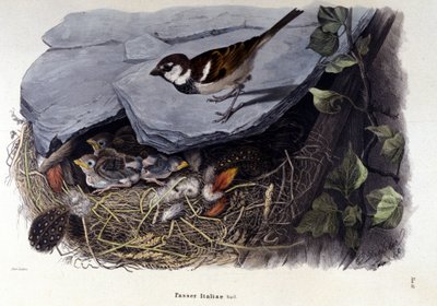 Et bord som representerer en vanlig fugl (eller spurv) nær reiret. av Unknown artist