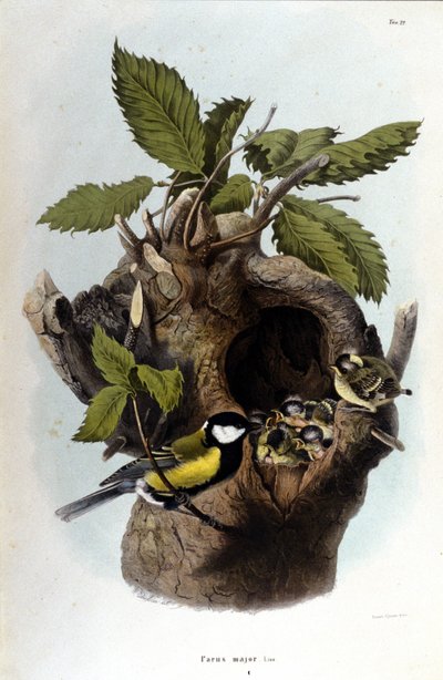 Et bord som representerer en vanlig fugl (eller spurv) nær reiret. av Unknown artist