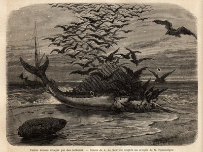 En kosmopolitisk seilbåt, den raskeste fisken i verden, takket være sin seilformede finne på ryggen, forkastet på kysten og angrepet av kråker. Gravering for å illustrere historien Quatre mois en Florida, av M. Pousselgue, i 1851-1852, publisert i "" le to av Unknown artist