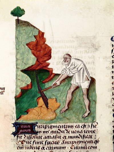 En gullsøkende side av manuskriptet ""Behandlinger på urter" (Tractatus de herbs) av Pedanius Dioscorides (Dioscorides) (40-90 e.Kr.) Lat.1152 av Unknown artist