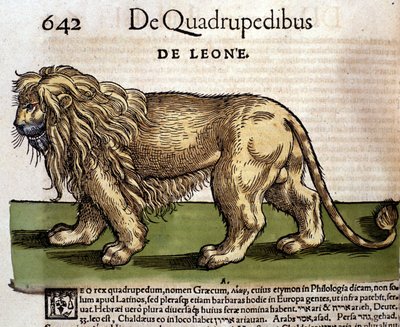 En løve etter "History of Animals" av Conrad Gesner, Tiguri av Unknown artist