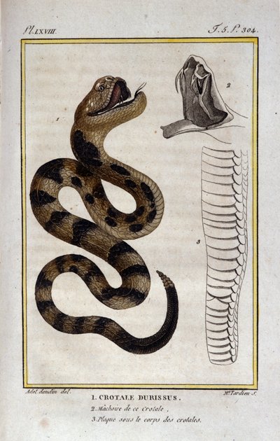 En klapperslange. Plate hentet fra en Natural History Treat of "" Works of Buffon"" av naturforsker Georges Louis Leclerc, greve av Buffon (1707 - 1788). 1800-tallet av Unknown artist