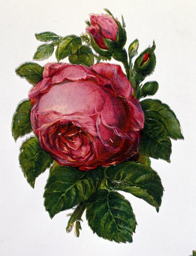 En rose av Unknown artist
