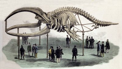 Et skjelett av hval ved Royal College of Surgeons i London. 1800-talls gravering av Unknown artist