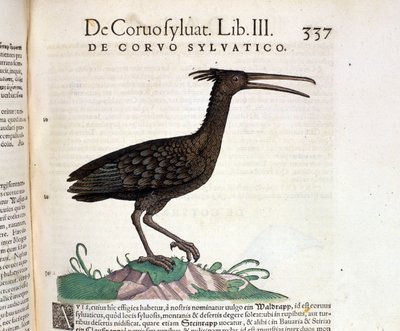 En vill ravn fra Historia Animalium til Conrad Gesner, Tiguri 1560. Biblioteca Nazionale Braidense. Milan av Unknown artist