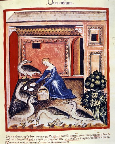 En ung kvinne plukker opp stokkegg. Belysning fra melking av medisin og diett "" Tacuinum sanitatis"" av Unknown artist