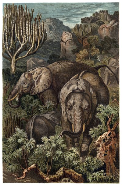 African elephant (Loxodonta) - African elephant (Loxodonta) - engraving from “” Brehm