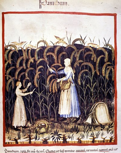 Jordbruk. Recolle panikk (kornblanding). Belysning fra melking av medisin og diett "" Tacuinum sanitatis"" av Unknown artist