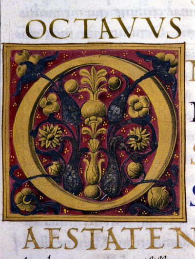 Alfabet: miniatyr bokstav O av Unknown artist
