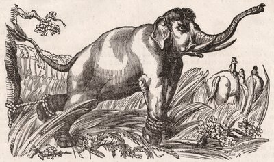 En elefant fanget i Savanna, Afrika av Unknown