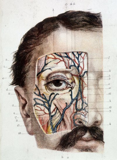 Anatomisk tavle på øyet og dets miljø (skinnet) av Unknown artist
