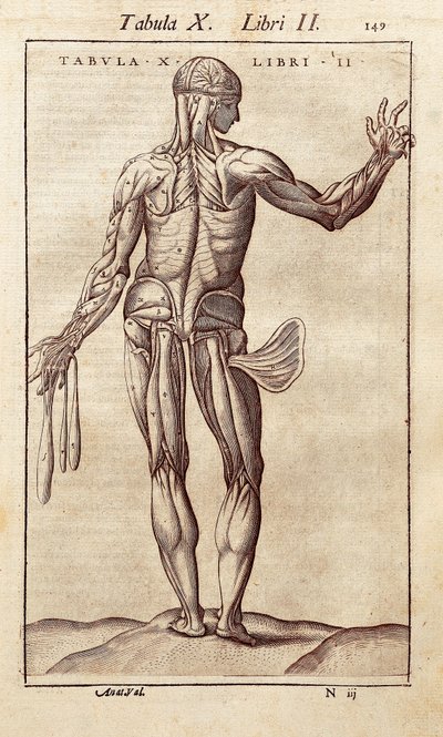 Anatomisk bord som representerer en mann på ryggen. Gravering i "" Anatomia Corporis Humani "" av Juan Valverde De Amusco (1525-1588). Barcelona. Biblioteca de Catalunya (nasjonalbiblioteket i Catalonia, Barcelona). av Unknown artist