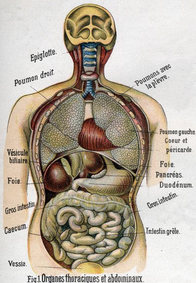 Anatomi: Bryst og mageorgan. (Tarm, lever, bukspyttkjertel, lunge etc.) i Den nye naturmedisinen av F.E. Bilz.1898. av Unknown artist