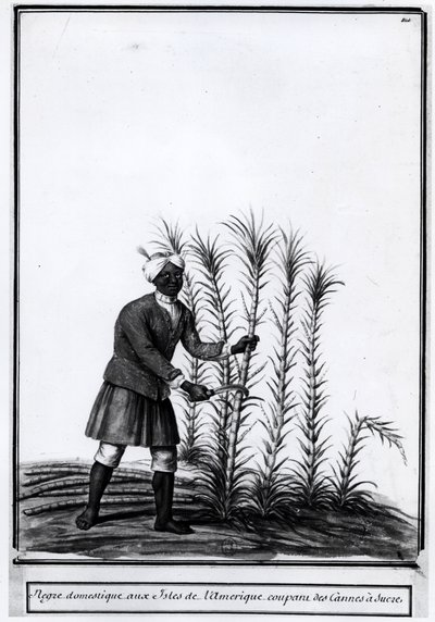Antiller, innenlandsk nigger som skjærer sukkerrør. av Unknown artist