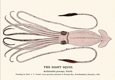 Architeuthis princeps, den gigantiske blekkspruten sviktet på stranden i Fortune Bay (Newfoundland) i desember 1874 og først beskrevet av professor A.E. Verrill. Era gravering. av Unknown artist