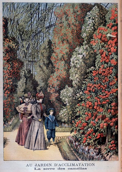 I akklimatiseringshagen: kameliadrivhuset - i "" Le Petite Journal"" av Unknown artist