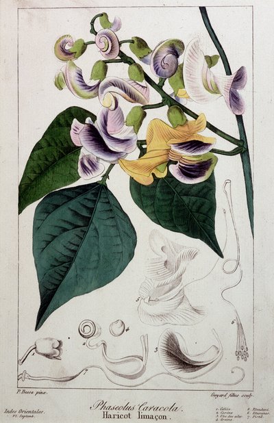 Bønnesnegl (phaseolus caracola), botanisk bord av Unknown artist
