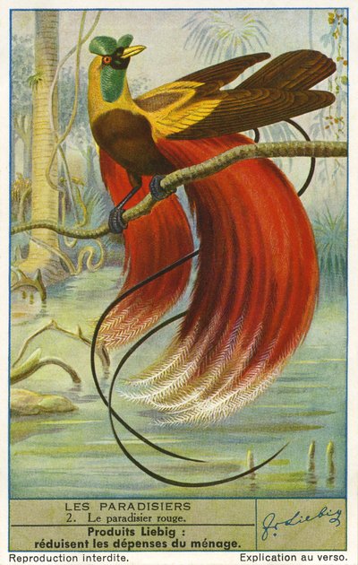 Paradisfugl av Unknown artist