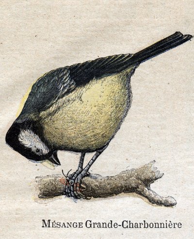 Birds useful for agriculture: Big Chickadee - Coal av Unknown artist