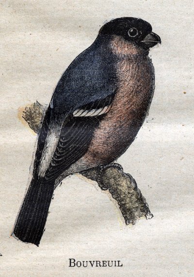 Fugler nyttige for jordbruk: Bouvreuil av Unknown artist