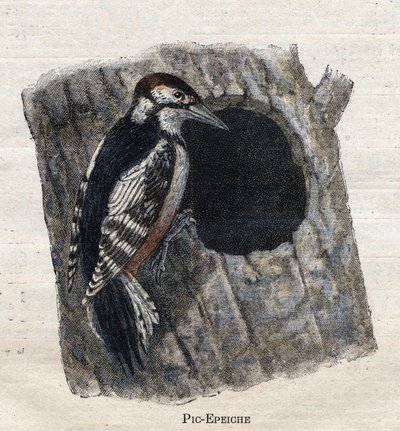 Fugler nyttige for jordbruk: Hakkespett av Unknown artist